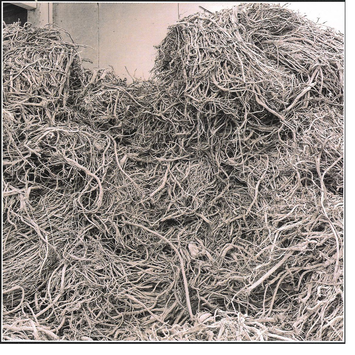 Harvesting of sweetwood