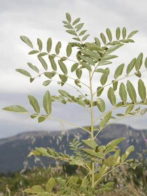 Sweetwood plant